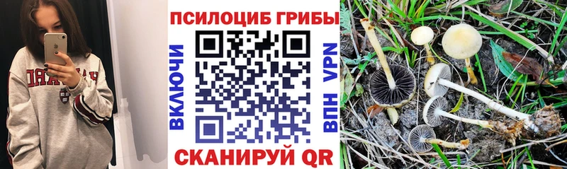 где продают   Медвежьегорск  hydra tor  Галлюциногенные грибы мицелий 